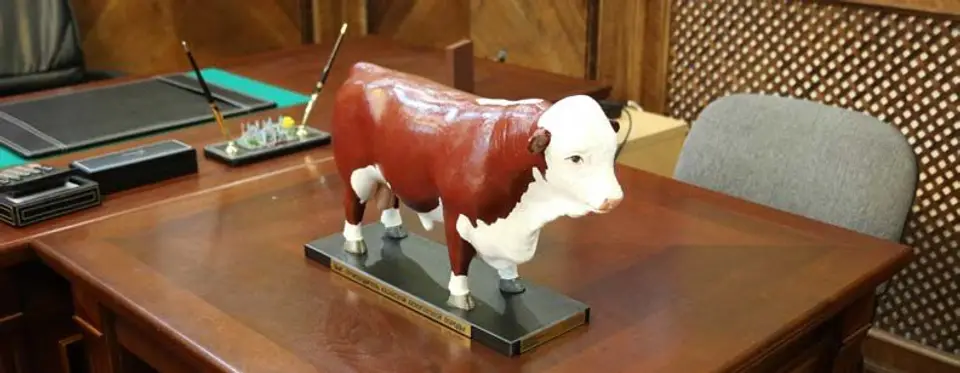 Kazak White Bull — photo 3